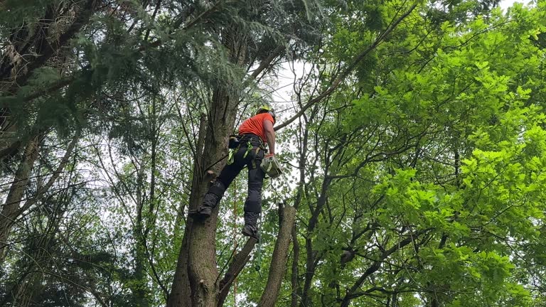 Best Tree Health Inspection  in Audubon, PA