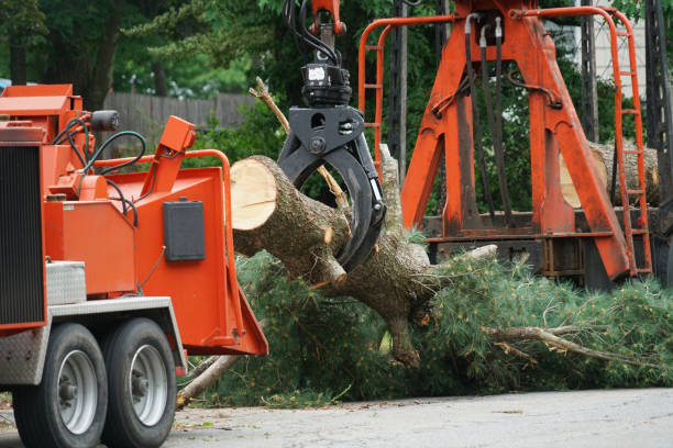 How Our Tree Care Process Works  in  Audubon, PA